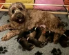 Cockapoo