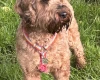 Cockapoo