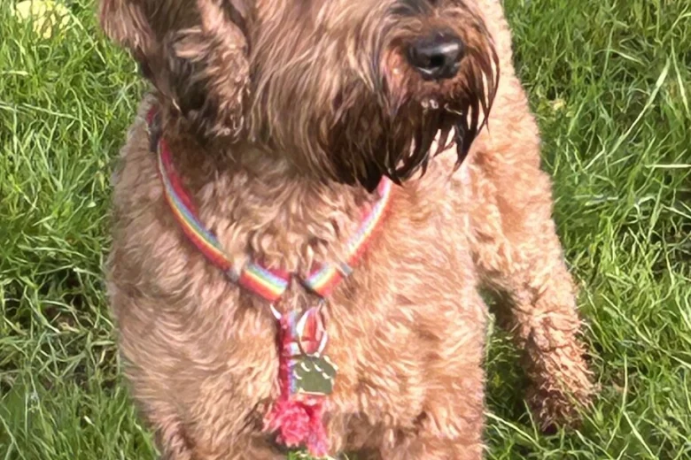 Cockapoo
