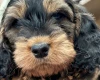 Cockapoo