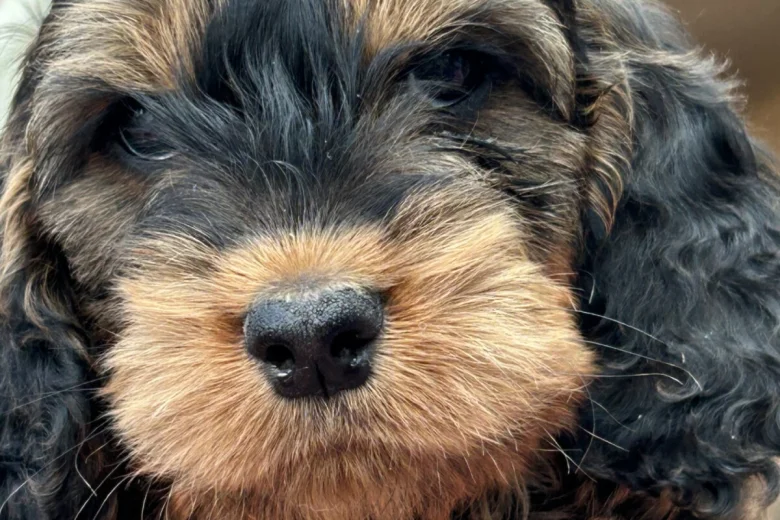 Cockapoo