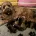 Cockapoo