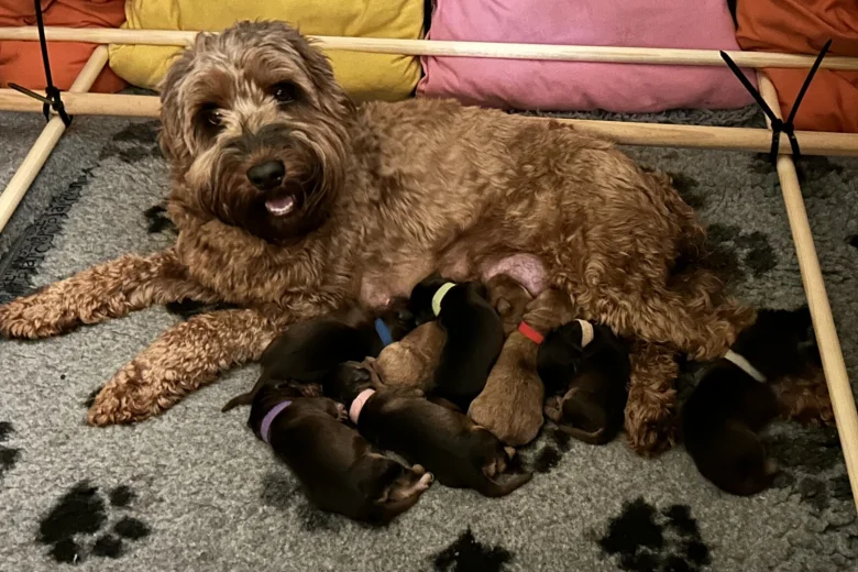 Cockapoo