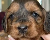 Cockapoo