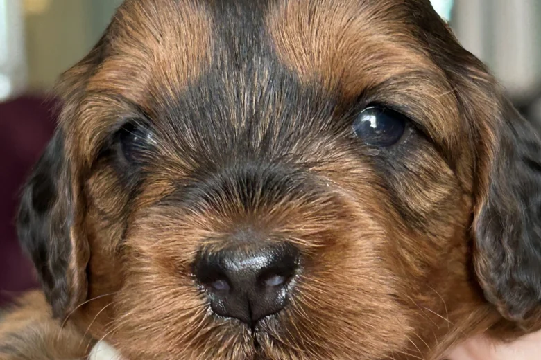 Cockapoo