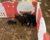 Dachshund (Smooth Haired)