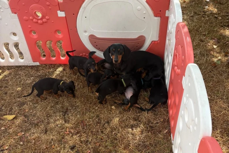 Dachshund (Smooth Haired)