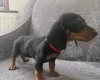 Dachshund (Smooth Haired)