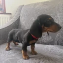 Dachshund (Smooth Haired)