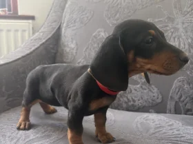 Dachshund (Smooth Haired)