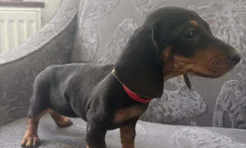 Dachshund (Smooth Haired)