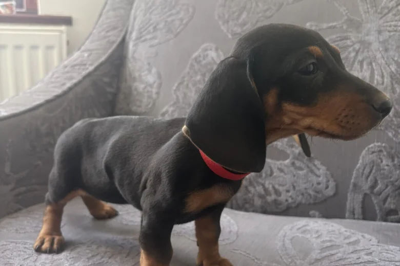 Dachshund (Smooth Haired)