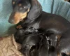 Dachshund (Smooth Haired)