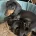 Dachshund (Smooth Haired)
