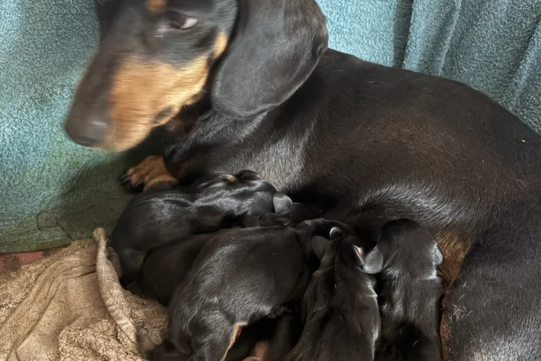 Dachshund (Smooth Haired)
