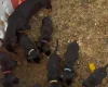 Dachshund (Smooth Haired)