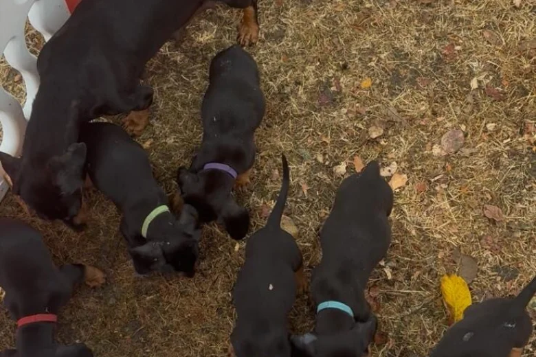 Dachshund (Smooth Haired)