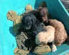 Cockapoo