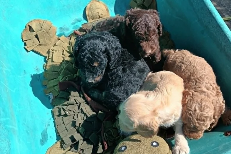 Cockapoo
