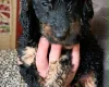 Cockapoo