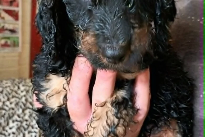 Cockapoo