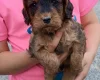 Cockapoo