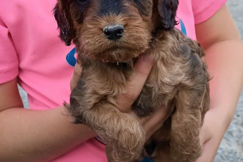 Cockapoo