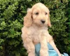 Cockapoo