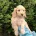 Cockapoo
