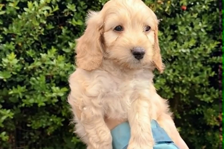Cockapoo