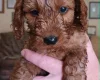 Cockapoo