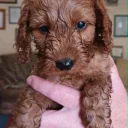 Cockapoo