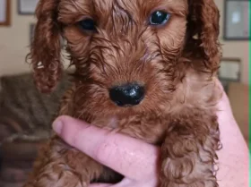 Cockapoo