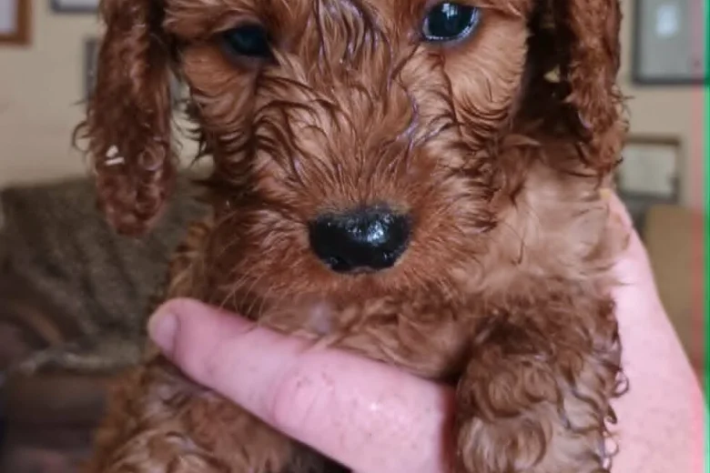 Cockapoo