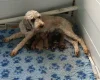 Cockapoo