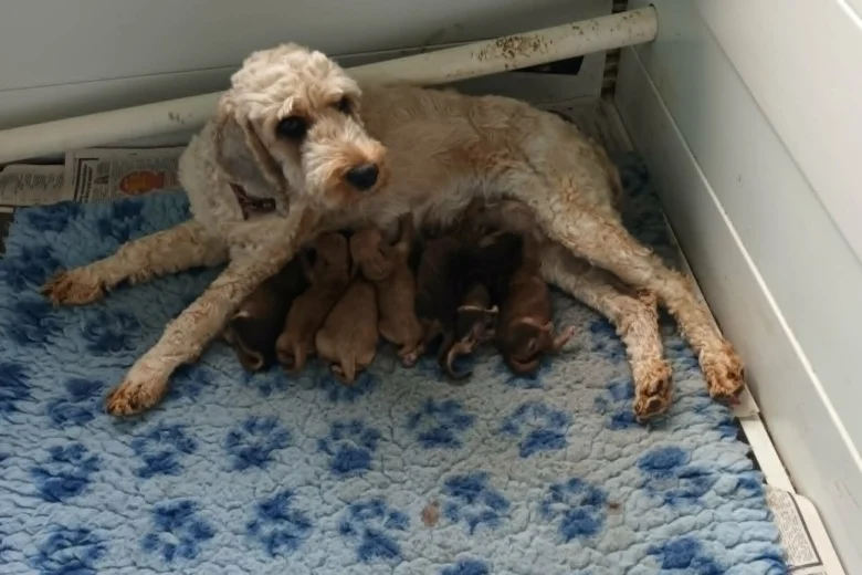 Cockapoo