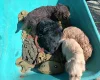 Cockapoo