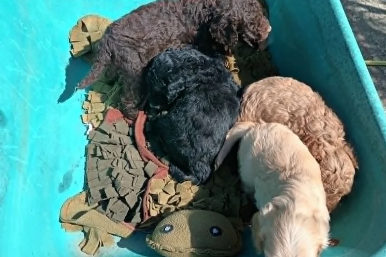 Cockapoo