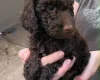 Cockapoo