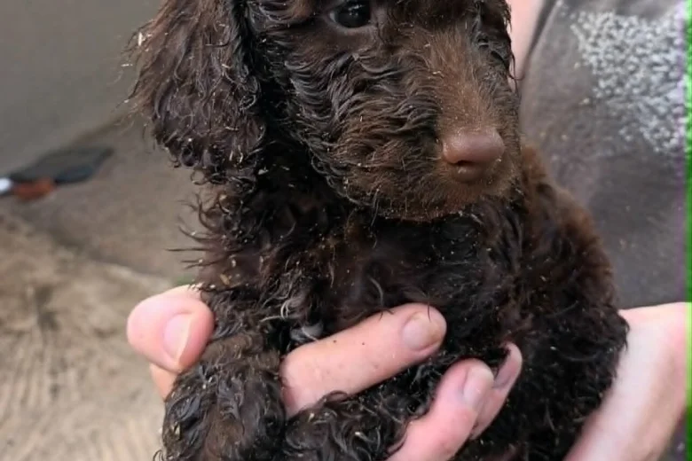 Cockapoo