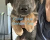 German Shepherd (Alsatian)