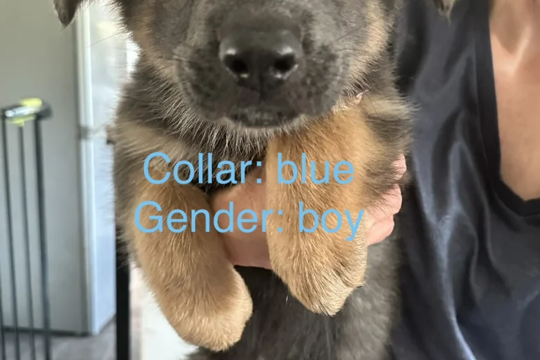 German Shepherd (Alsatian)