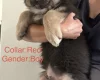 German Shepherd (Alsatian)