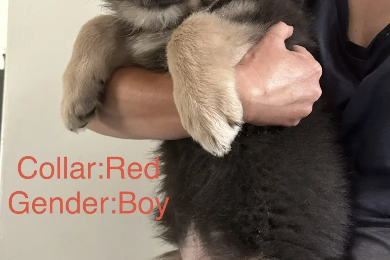 German Shepherd (Alsatian)