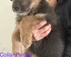 German Shepherd (Alsatian)