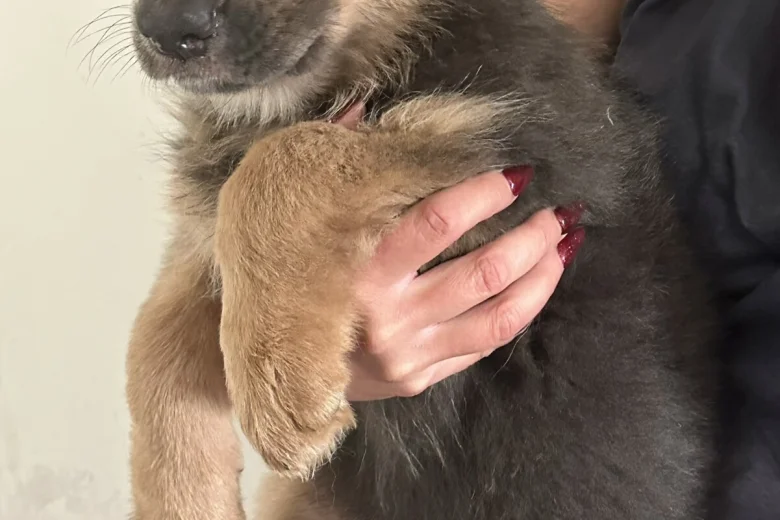 German Shepherd (Alsatian)