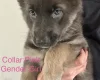 German Shepherd (Alsatian)