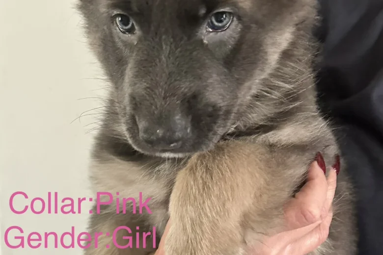 German Shepherd (Alsatian)