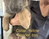German Shepherd (Alsatian)