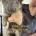 German Shepherd (Alsatian)